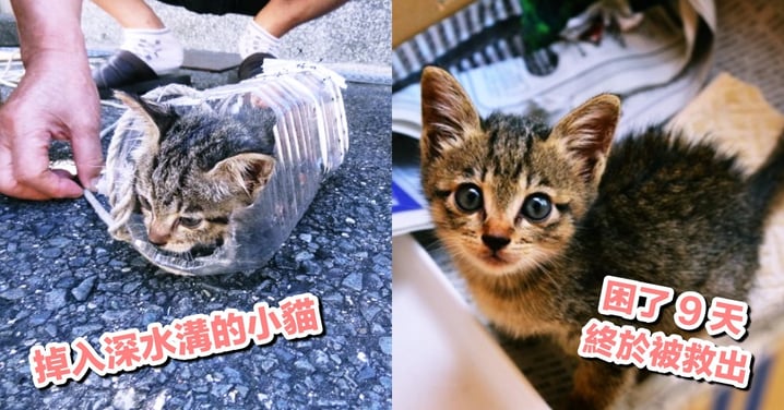 救貓靠這招！日本網友花 9 天自製『寶特瓶釣貓術』，成功救出掉入超深水溝的小貓！