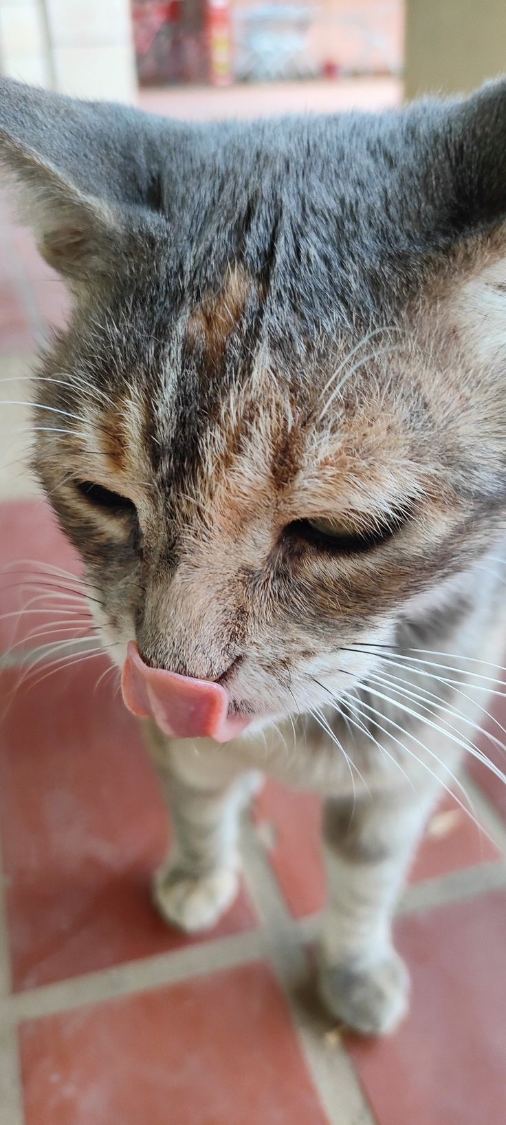 貓咪一直舔嘴的3大原因。