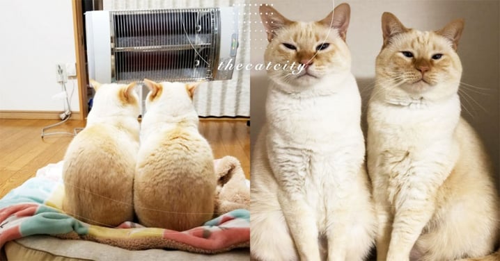 日本萌貓搶坐「暖爐搖滾區」，烘完轉身網笑壞 ：「剛出爐的烤棉花糖？」