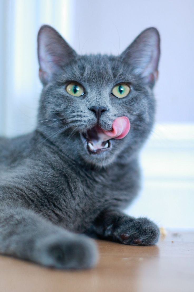 貓咪感到壓力會舔嘴巴喔！