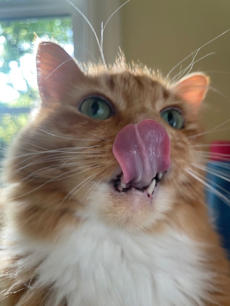 舔嘴是一種貓咪自我安撫的方式。