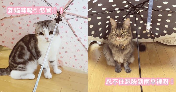 日本推特熱話：貓看到開傘就會想坐在裡面？『超神秘吸引』萬人仿效！網：是真的！