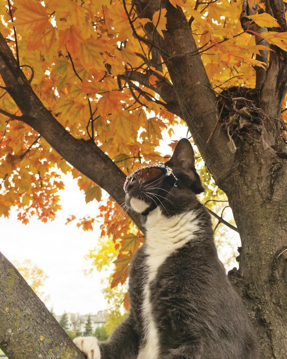 sunglasscat
