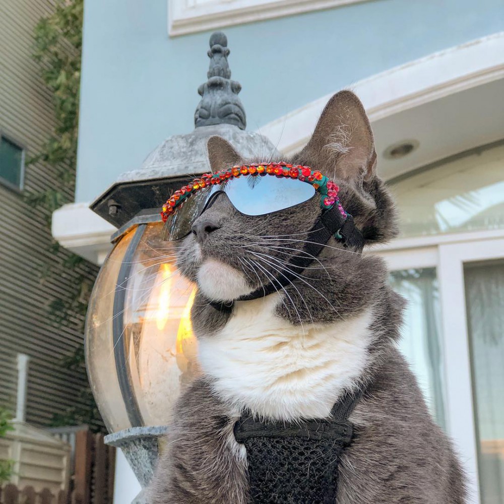 sunglasscat