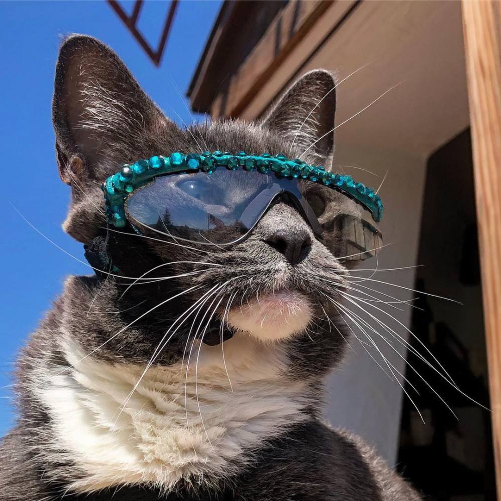 sunglasscat_39952029_1883036845108855_1648834346131603940_n