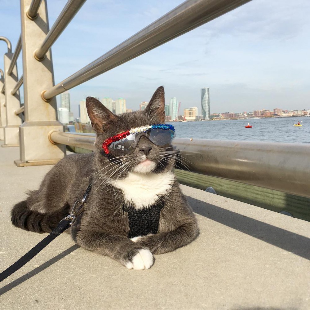sunglasscat