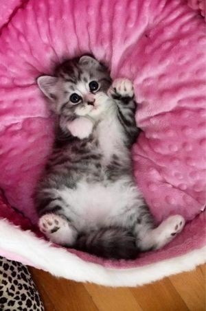 pinterest