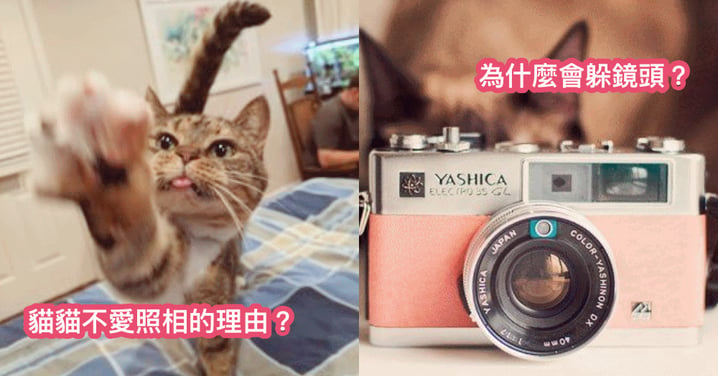 「為什麼貓貓對躲相機，不愛看鏡頭？」關於貓貓不愛鏡頭的 4 個理由～
