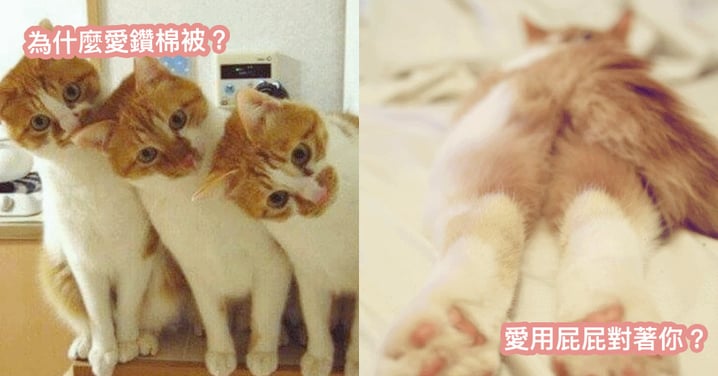 「貓貓很愛鑽棉被？！」有以下這 6 個舉動，反應對你的親密程度！！