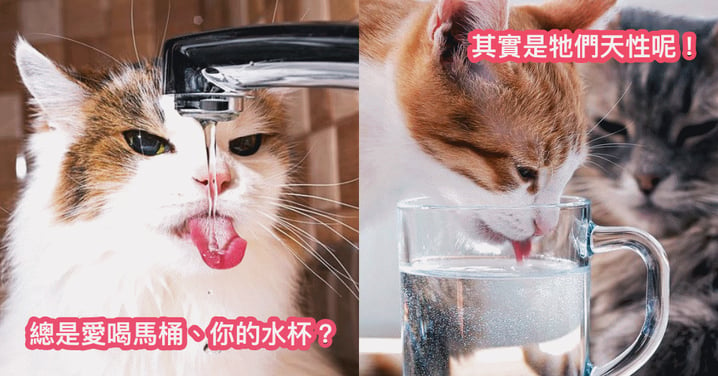 日本電視台 NHK 大解答！「為什麼不愛喝自己碗裡的水？」貓奴們的疑惑有解了～