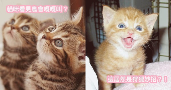 為什麼貓咪嘴巴會快速張合，發出『嘎嘎嘎』的聲音？原來這是捕獵妙招呀！