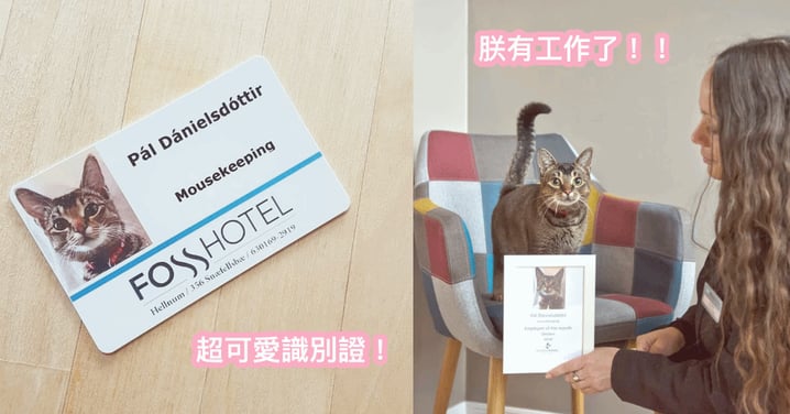 破天荒！全球第一隻！冰島飯店正式錄用『貓咪職員』，可愛大頭照在美國爆紅瘋傳！