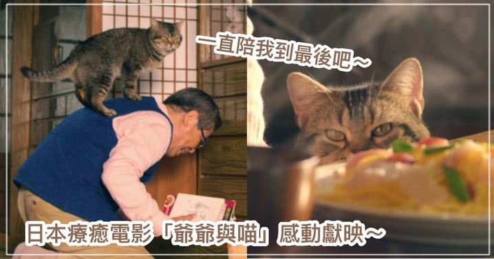 你會陪我到最後吧！日本電影《爺爺與貓》晚年生活超噴淚，貓奴直呼：不敢看...