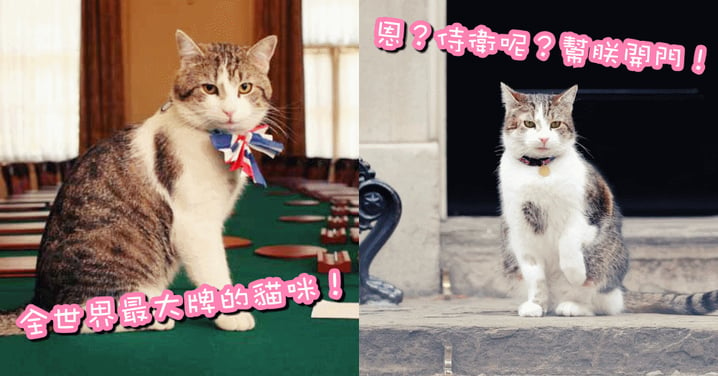 全世界最大牌的貓！英國第一喵不抓老鼠每天賣萌，守衛還要幫忙開門！令人羨慕的貴族貓咪生活呀！