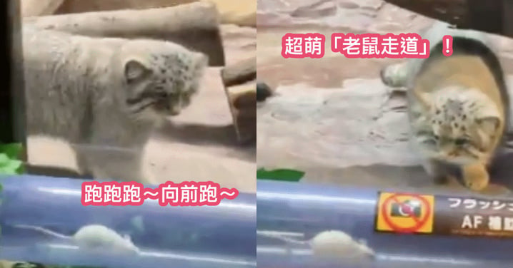 一兼二顧！日本動物園特製『安全老鼠通道』，讓兔猻舒壓老鼠也運動！網：滾輪遜掉了～