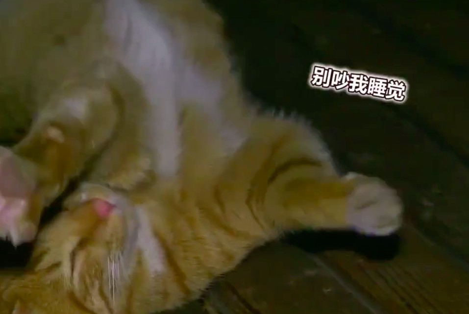 秒拍