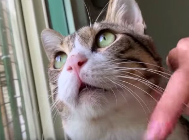 mimi 醬