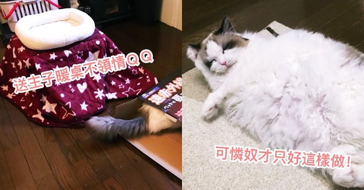 可惜主子不領情呀！日本網友買暖桌想送貓，沒想到「暖貓」不成反倒...