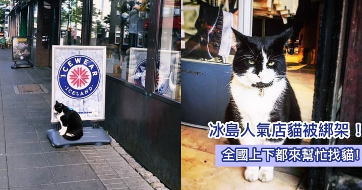 這家貓咪居然這麼大牌！冰島一間服飾店的『明星店貓』被綁架，竟能動員全國上下都來幫忙找！