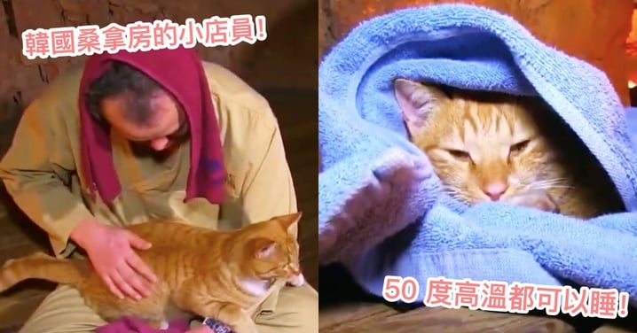 來spa還有貓陪坐！韓國橘貓最愛把『桑拿房』當睡窩，50 度高溫也照樣呼呼大睡！網：立刻揪團去～