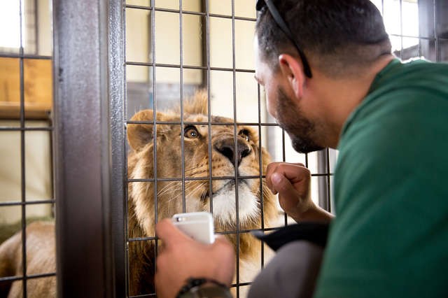 Saeed in his cage at the Syrian zoo