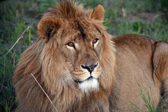 Saeed in his cage at the Syrian zoo