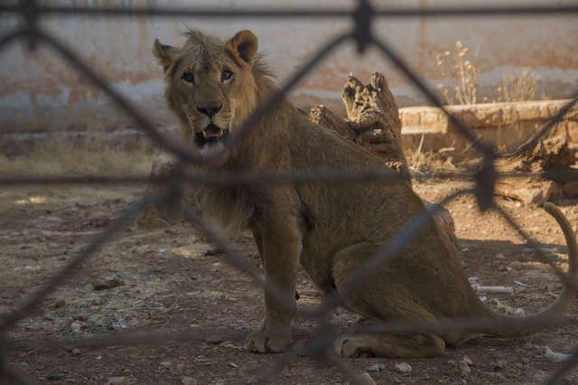Saeed in his cage at the Syrian zoo