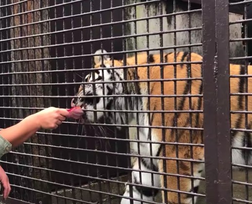 futabaNET【公式】