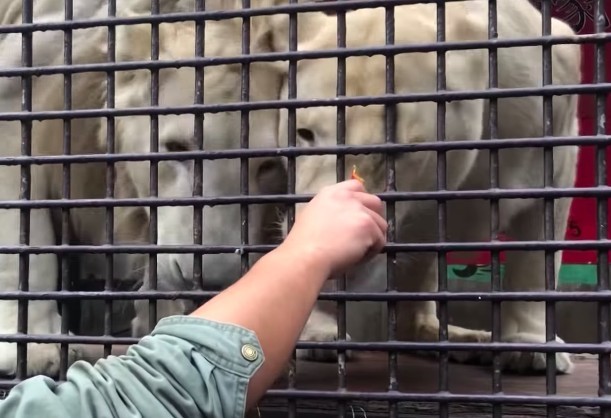 futabaNET【公式】