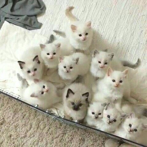 pinterest