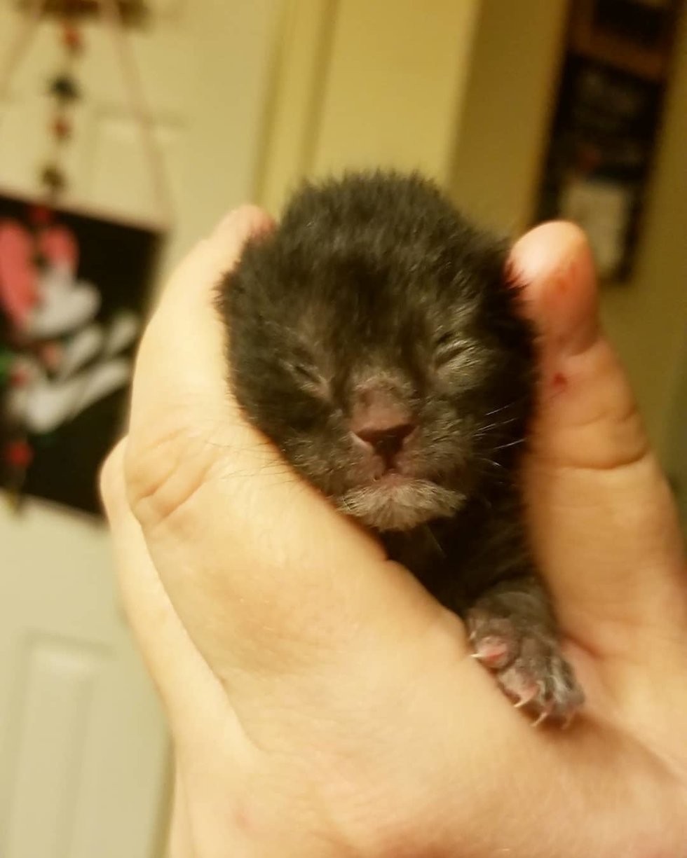 Ellen Carozza @thecatlvt