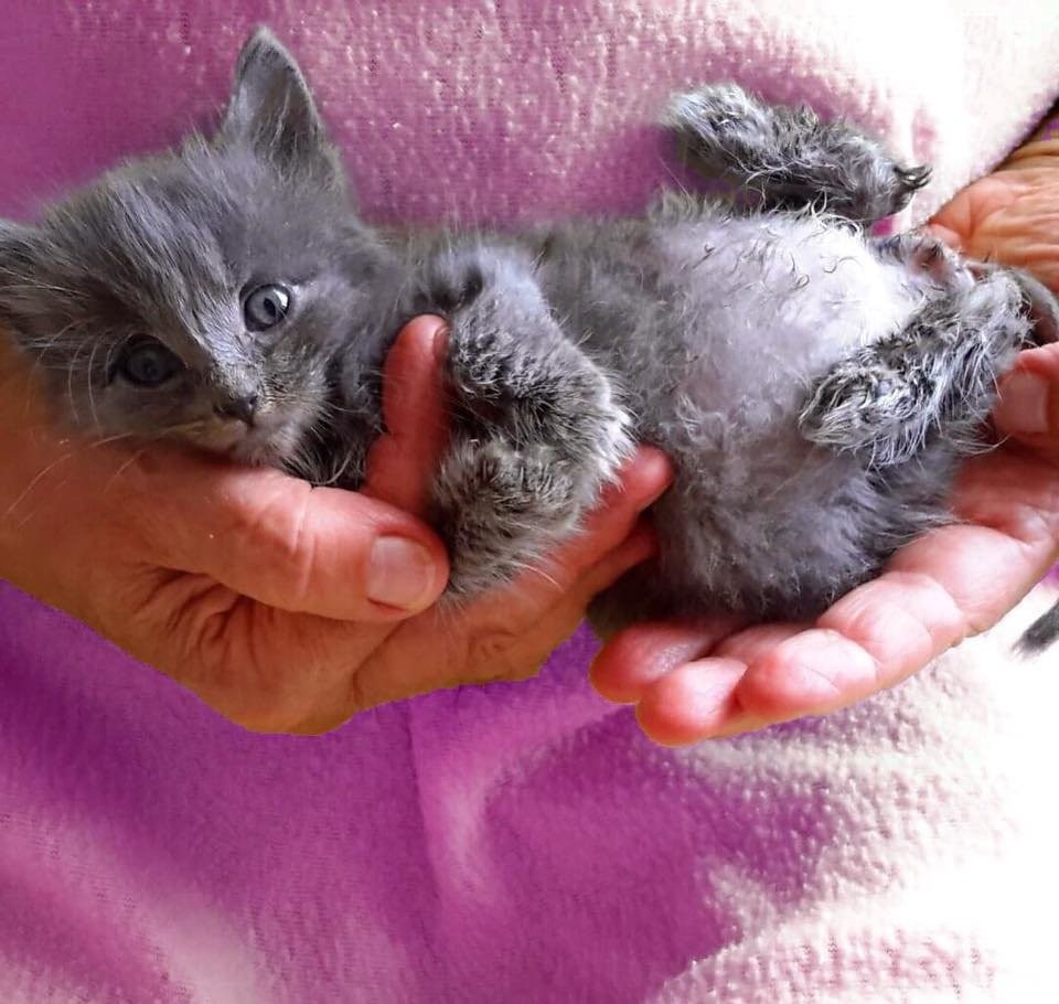 ChatonsOrphelinsMontréal