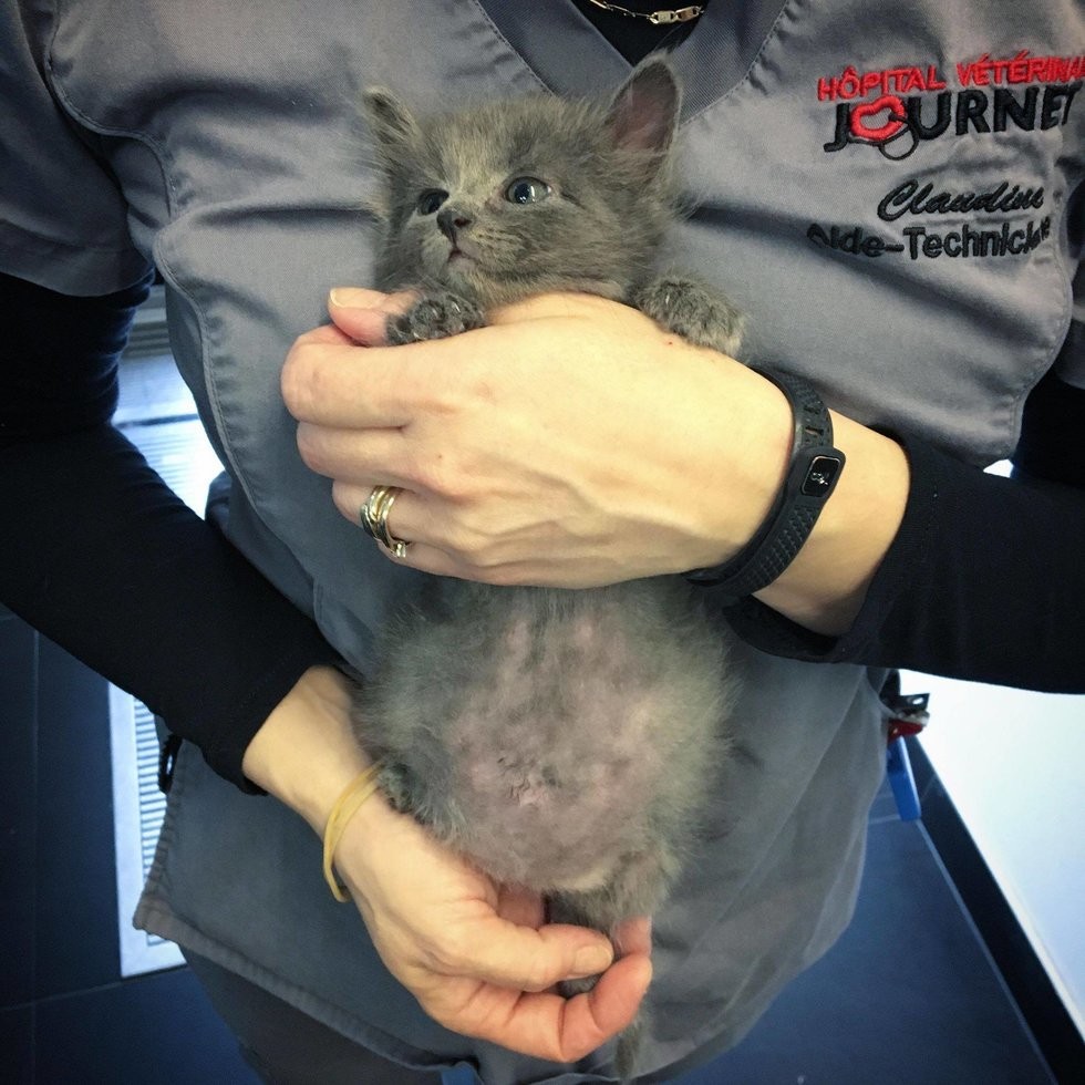 ChatonsOrphelinsMontréal