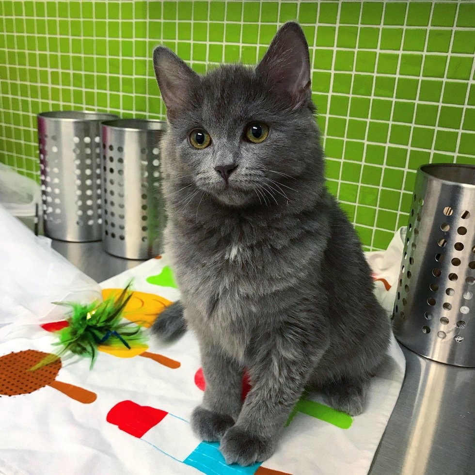 ChatonsOrphelinsMontréal