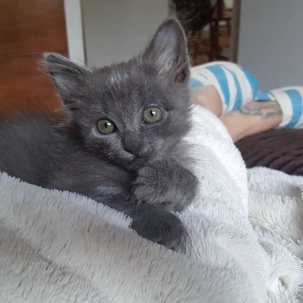 ChatonsOrphelinsMontréal