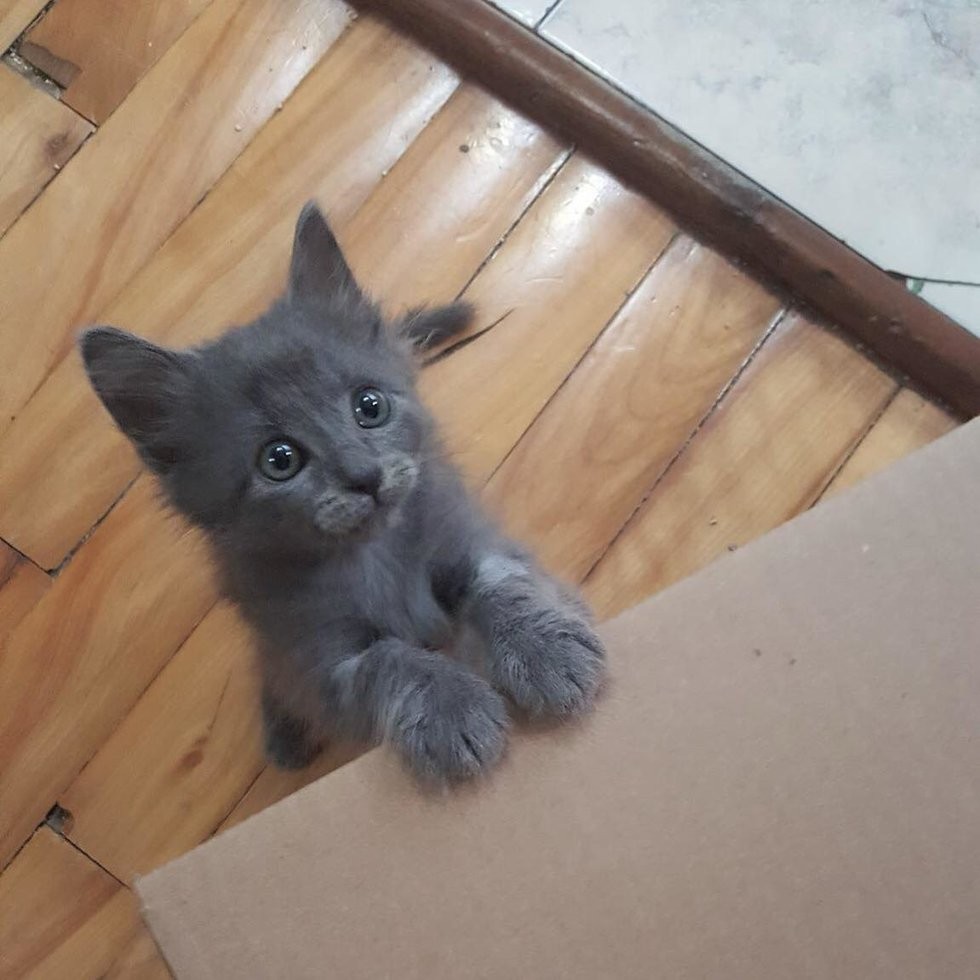 ChatonsOrphelinsMontréal