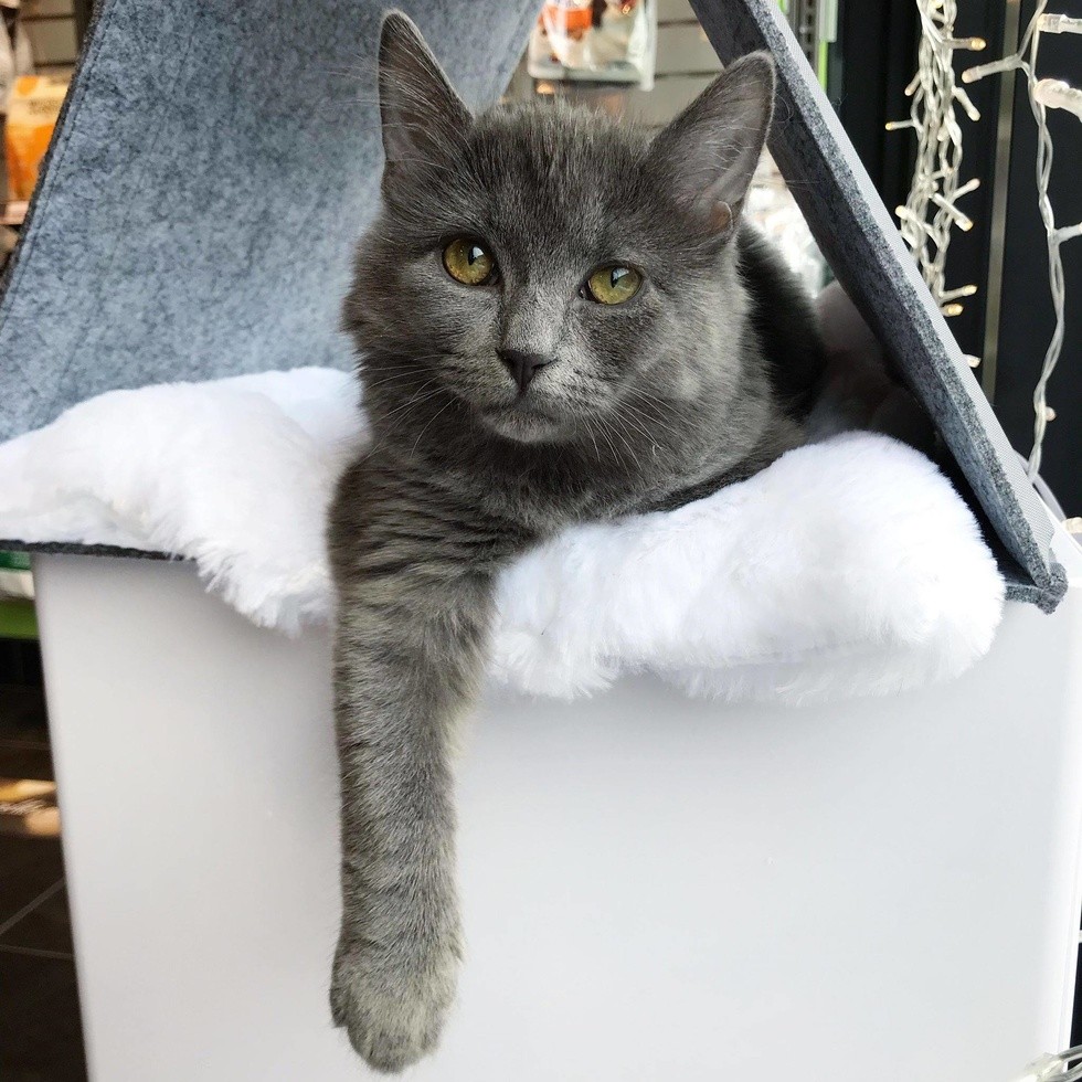 ChatonsOrphelinsMontréal