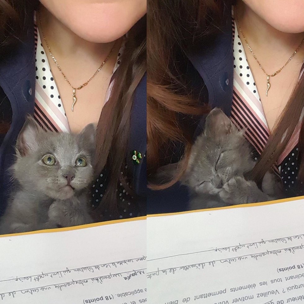 ChatonsOrphelinsMontréal