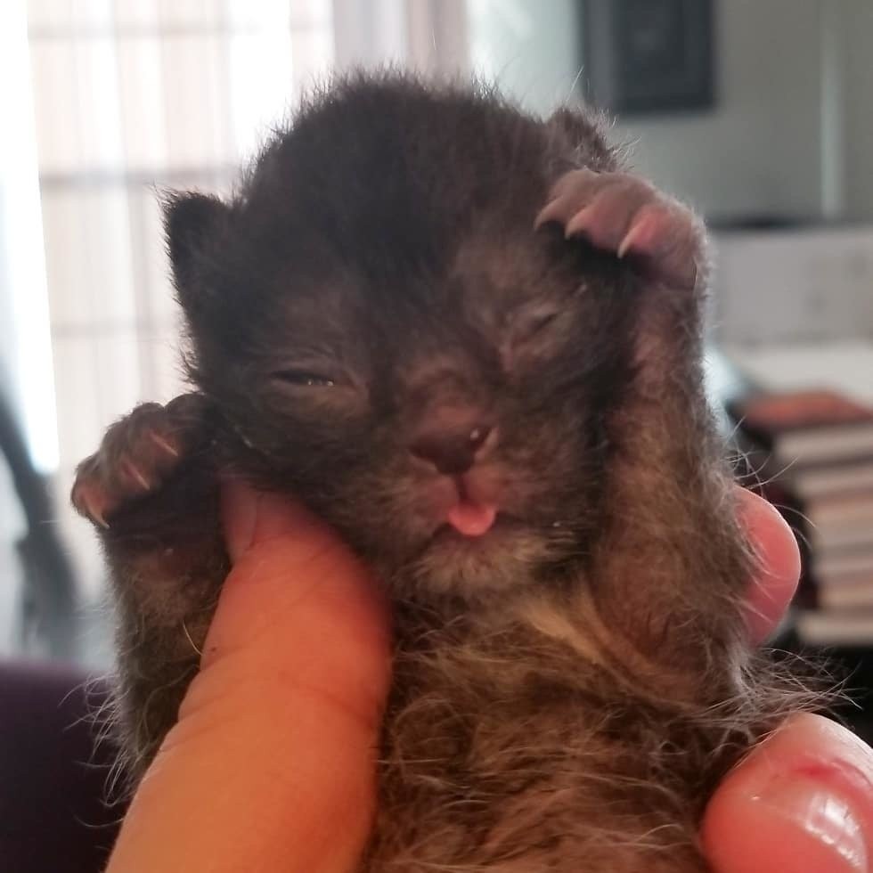 Ellen Carozza @thecatlvt