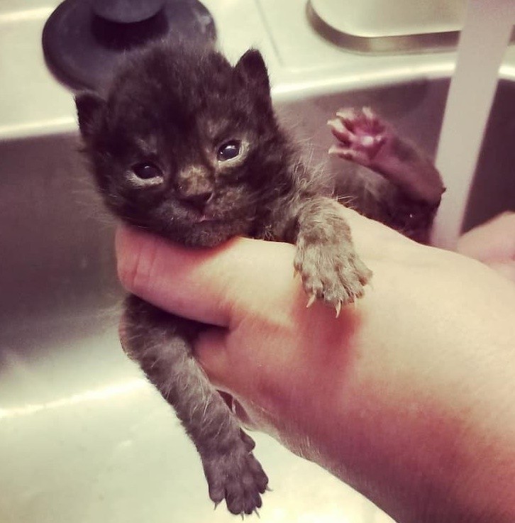 Ellen Carozza @thecatlvt