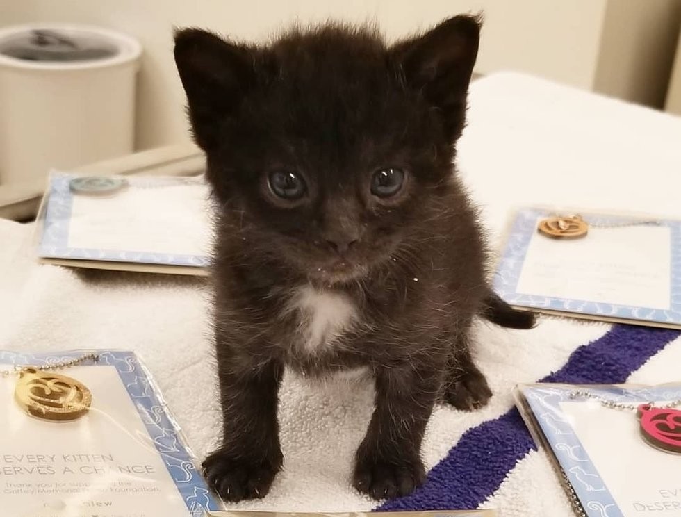 Ellen Carozza @thecatlvt