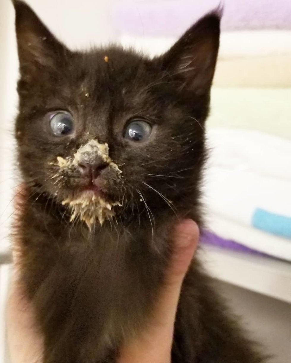 Ellen Carozza @thecatlvt