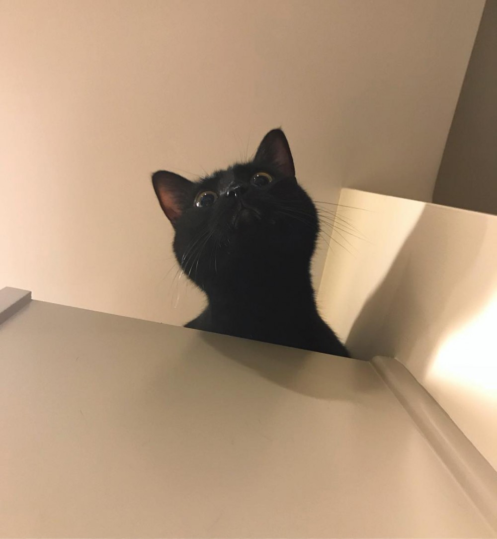 i_am_shitty_kitty 