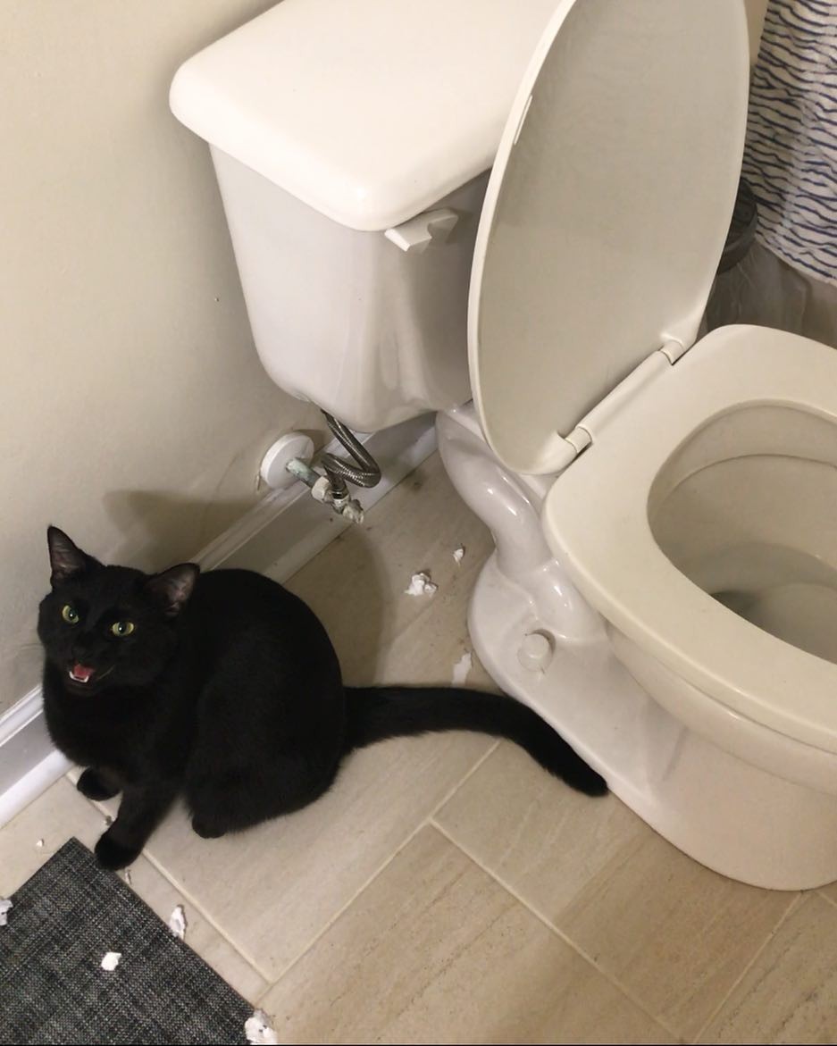i_am_shitty_kitty 