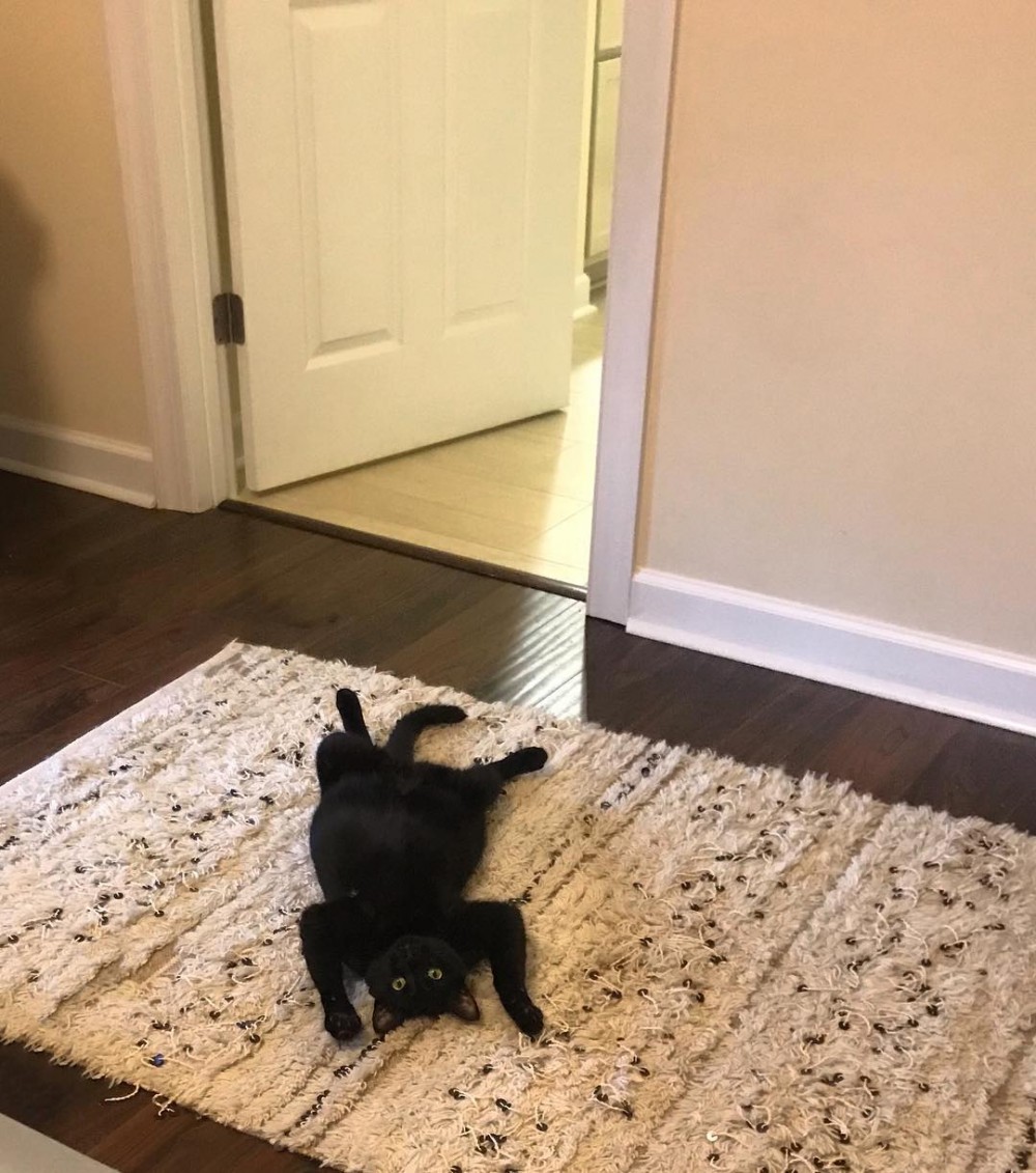 i_am_shitty_kitty 
