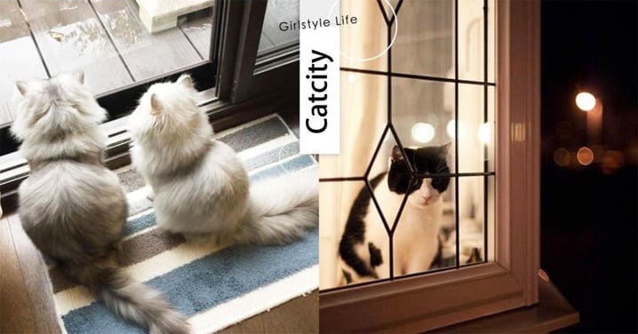 【貓知識】貓咪會在門口等主人回家？要通過檢查才准進門？解密貓貓會這樣做的 3 個理由！