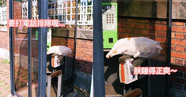 日本電話亭的獵奇現象！橘貓側躺「肥肚外露」曬太陽爽歪歪～ 網笑：電話亭長貓啦！