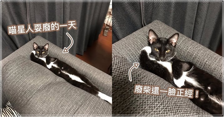 當貓也是很累的！日本喵星人「超懶散姿勢」爆紅，小時候照片曝光...網笑：果然廢柴是從小養成～
