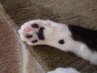 4da47ef9a9bb864598775fec206b53a0