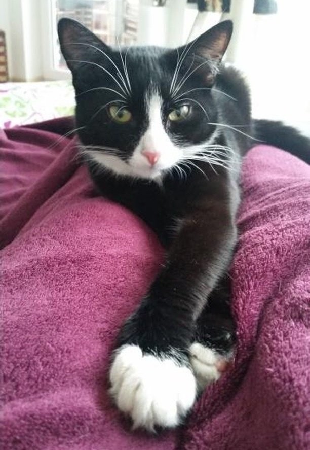 lovemeow